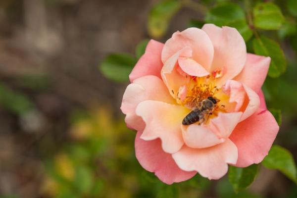 rose-with-bee