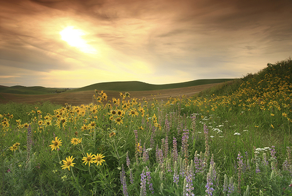 prairie-flowers