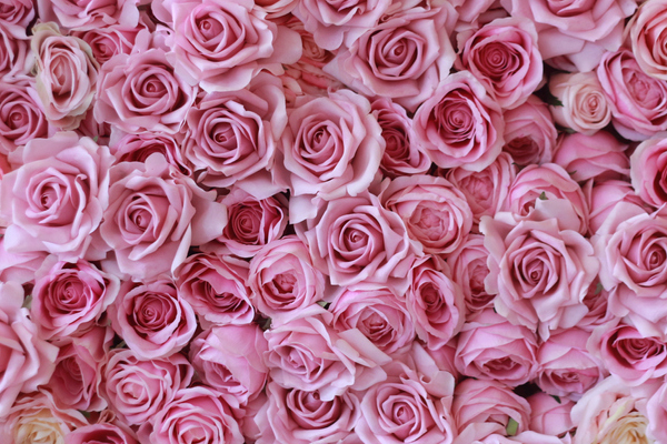 Salmon Pink Roses